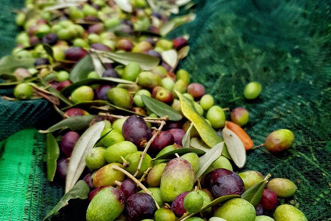 e-v-o-oil-of-lake-como-tasting-food-pairings