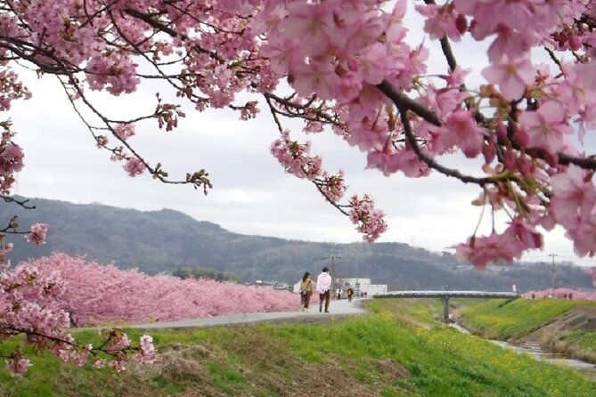 early-blooming-cherry-blossoms-fruit-picking-1day-tour