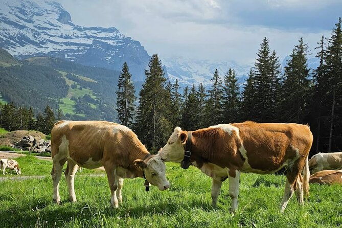 easy-countryside-tour-in-swiss-alps-kids-friendly