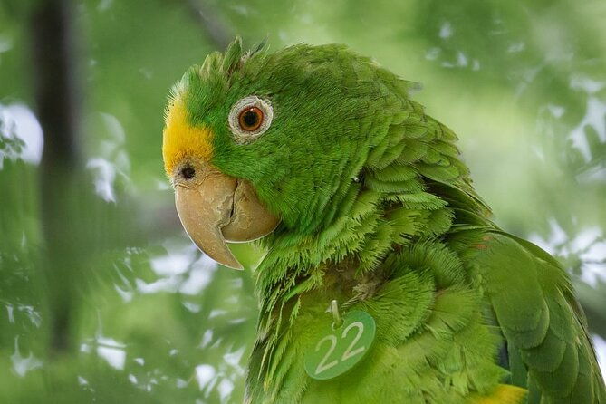 eco-adventure-and-volunteering-at-parrots-and-macaws-sanctuary