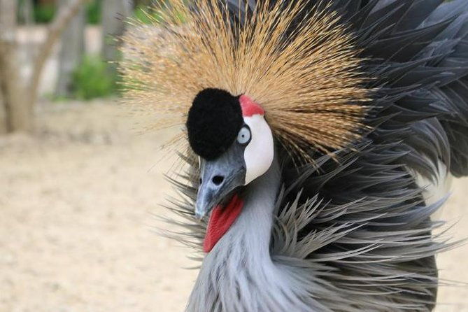 eco-plan-national-aviary-and-lunch-in-playa-mambo-beach-baru