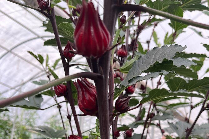 edible-hibiscus-guided-farm-tour-big-island