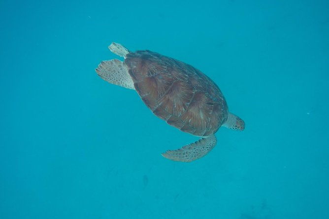 elegance-catamaran-turtles-swim-and-lunch-cruise
