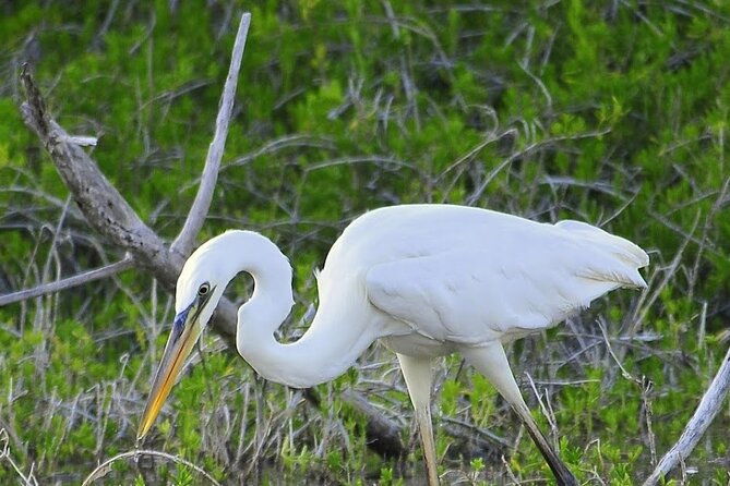 everglades-mangrove-wilderness-boat-tour