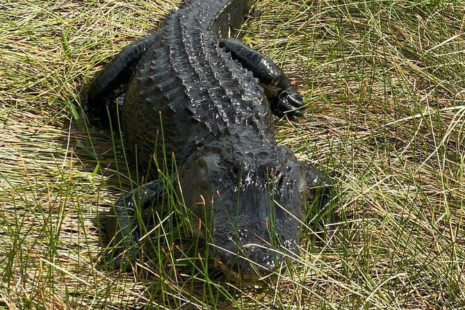 everglades-national-park-3-hikes-90-minute-boat-tour-lunch
