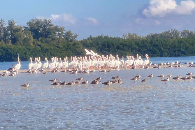 exclusive-kayak-expedition-exploring-the-mangroves-to-shell-key