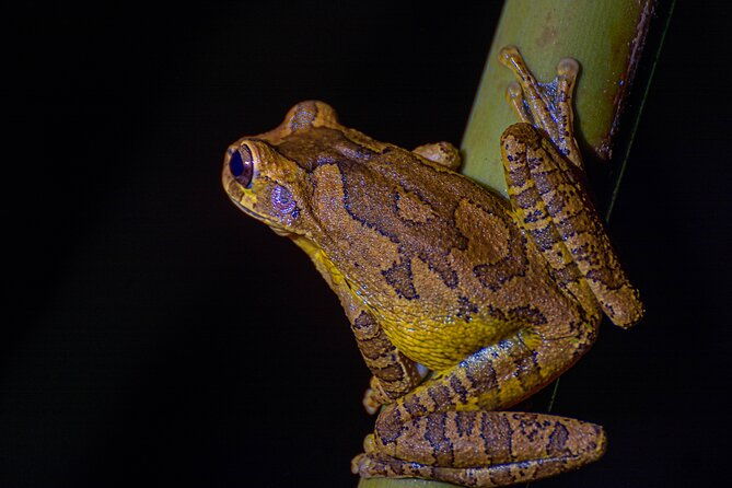 exclusive-night-walk-in-la-fortuna-and-natural-frog-garden