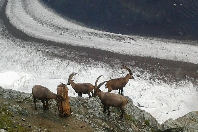 exclusive-zermatt-and-matterhorn-small-group-tour-from-basel-4