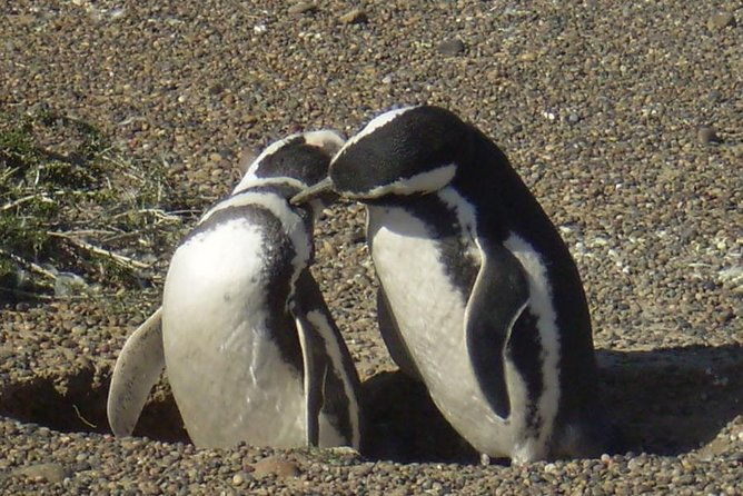 excursion-to-punta-tombo-penguin-reserve-from-puerto-madryn
