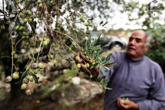 experience-of-olive-oil-tasting-crete-visit-the-knossos-palace