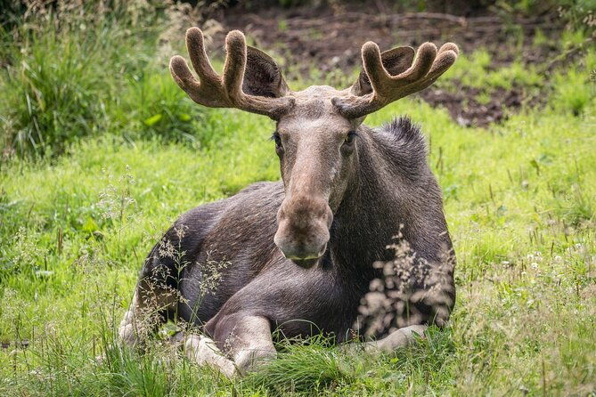 experience-reindeer-farm-and-ranua-wildlife-park-in-rovaniemi