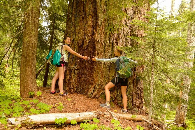 explore-snoqualmie-waterfalls-and-an-ancient-forest