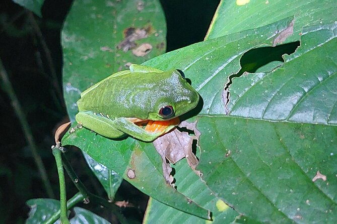explore-the-dark-side-of-nature-manzanillo-refuge-night-walk