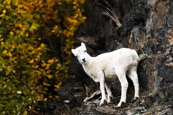 exquisite-wildlife-wilderness-photo-tour-anchorage-whittier