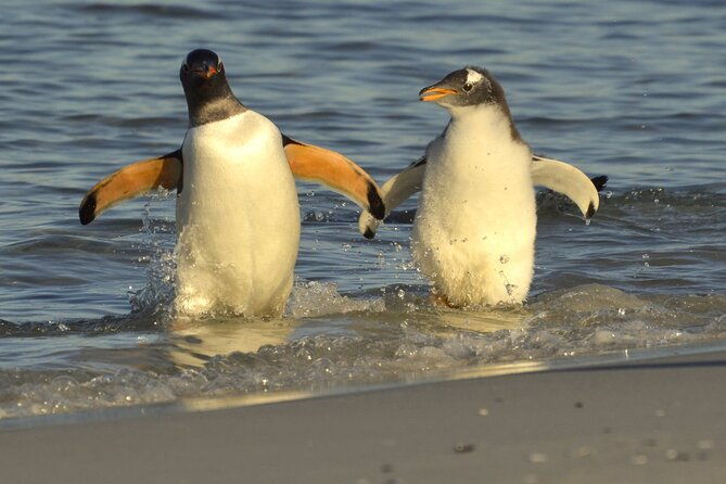 falkland-islands-shared-tour-with-penguins-sightseeing