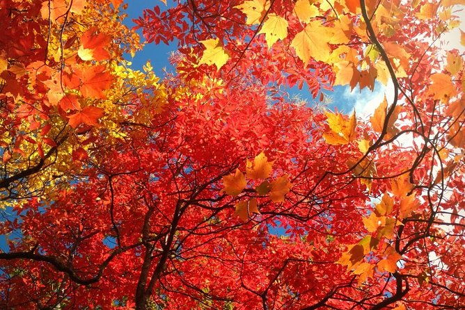 fall-color-tour-in-the-smoky-mountains-2