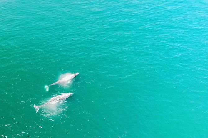 family-and-private-group-whale-and-dolphin-watching