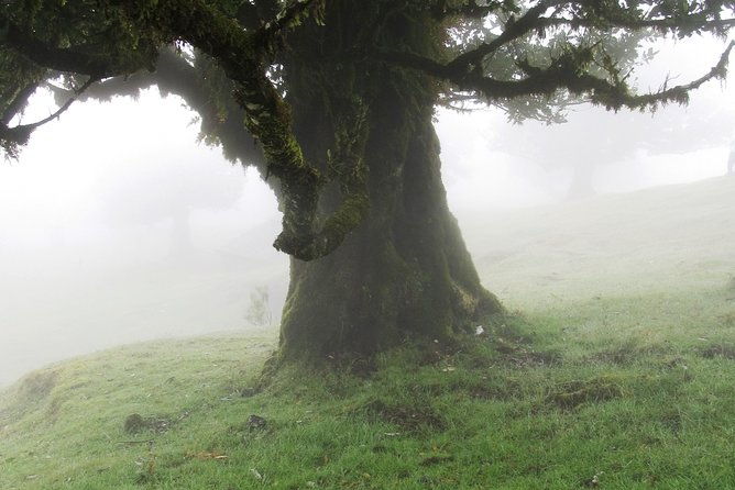 fanal-enchanted-forest-2