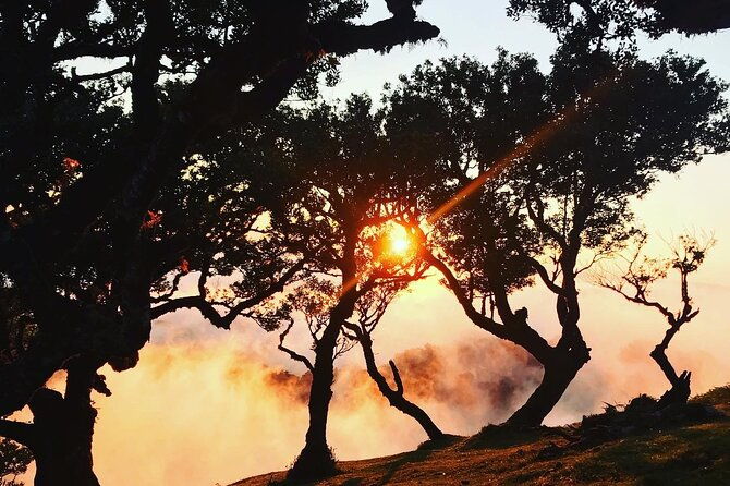 fanal-forest-private-sunset-hike