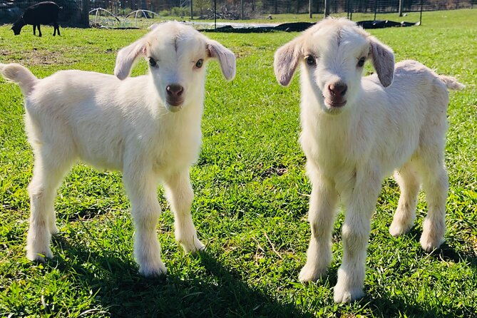 farm-tour-at-clover-brooke-llama-alpaca-goat-farm