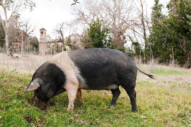 farm-tour-the-cinta-senese-tuscan-pig