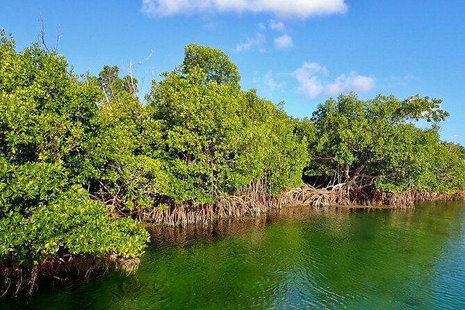 florida-keys-backcountry-eco-tour-from-big-pine-key