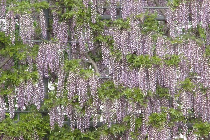 for-a-limited-time-wisteria-festival-ashikaga-2-12-guests