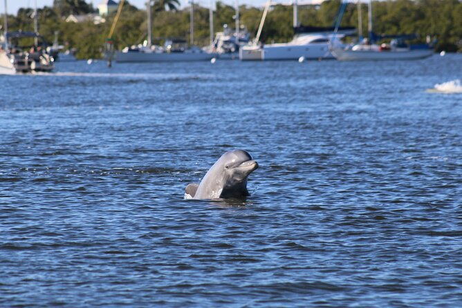 fort-myers-beach-dolphin-sightseeing-tour-refreshments-included