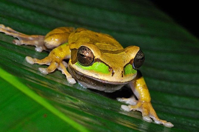 frog-watching-night-walk