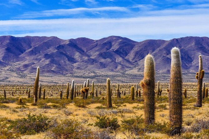 from-salta-full-day-tour-to-cachi-and-los-cardones-national-park
