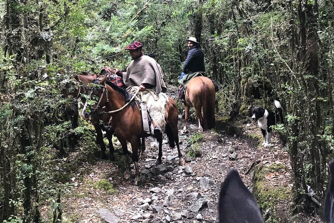 full-day-cayutue-horse-ride
