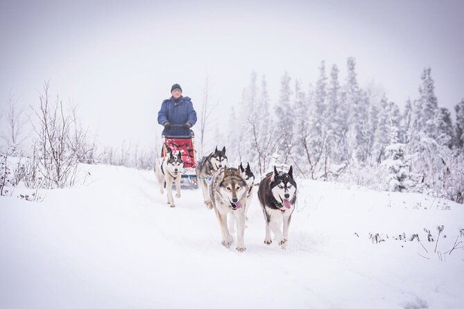 full-day-drive-your-own-dog-team-dog-sledding-tour