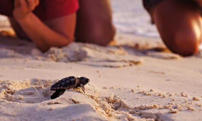 full-day-fethiye-turtle-beach-tour-with-mud-baths-lunch