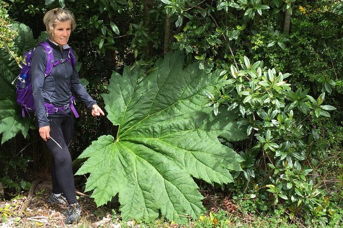 full-day-hike-alerce-andino-national-park