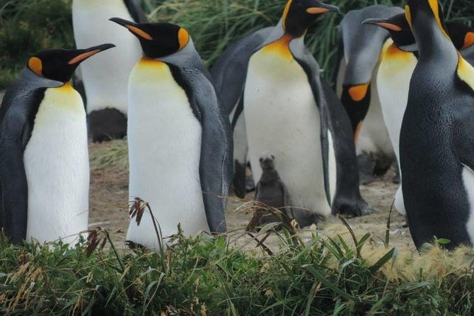 full-day-king-penguin-colony-private-tours