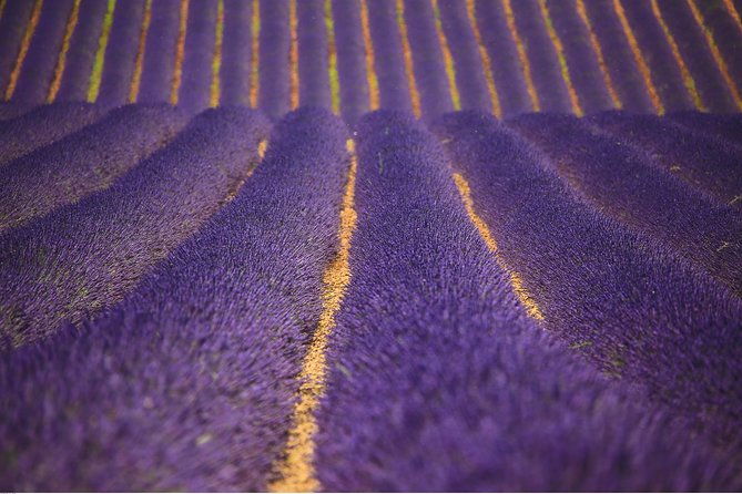 full-day-ocean-of-lavender-in-valensole-from-avignon