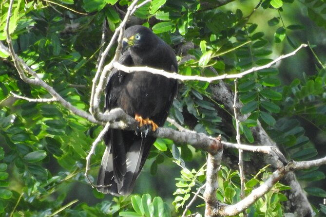 full-day-private-bird-and-nature-sightseeing-tour-in-pipe-line