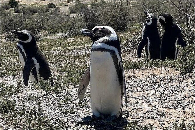 full-day-punta-tombo-penguin-paradise