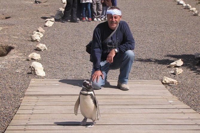 full-day-punta-tombo-walking-among-penguins-experience-madryn