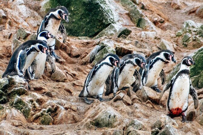 full-day-tour-from-lima-ballestas-islands-and-paracas-reserve