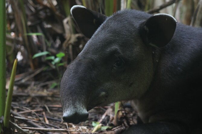 full-day-tour-in-corcovado-national-park
