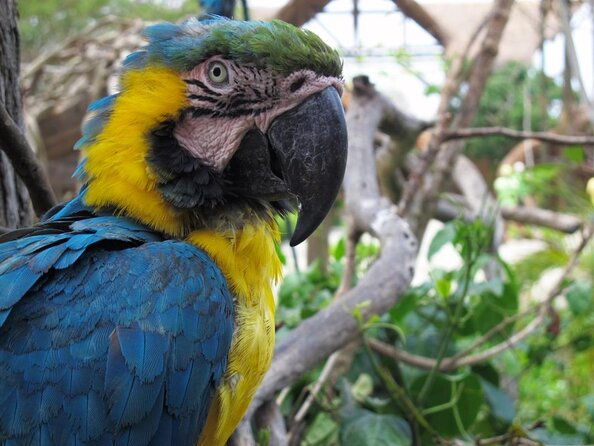 full-day-tour-isla-baru-national-aviary-of-colombia-and-playa-blanca