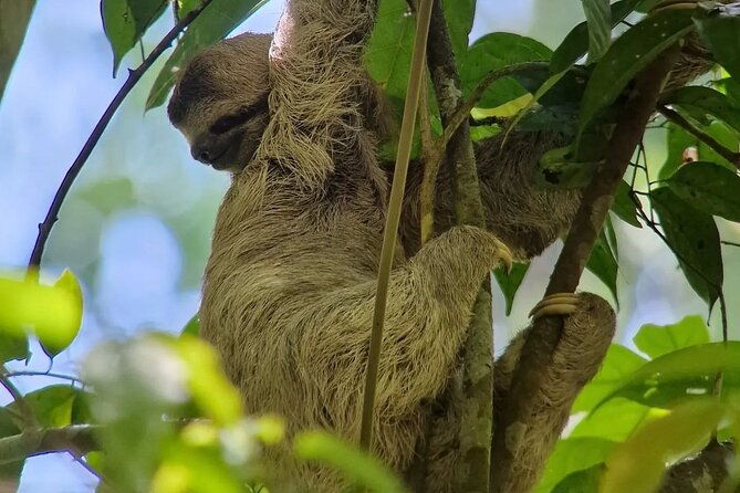 full-day-tour-manuel-antonio-national-park-from-san-jose