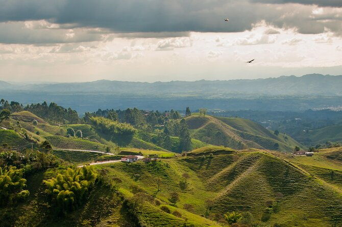full-day-tour-of-cocora-valley-salento-and-coffee-farm-tour-from-pereira