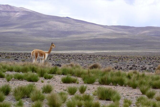 full-day-tour-to-colca-canyon-from-arequipa
