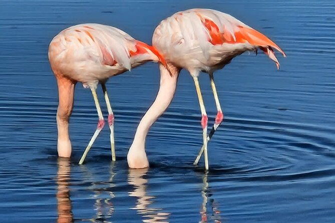 full-day-tour-to-piedras-rojas-altiplanic-lagoons-and-chaxa