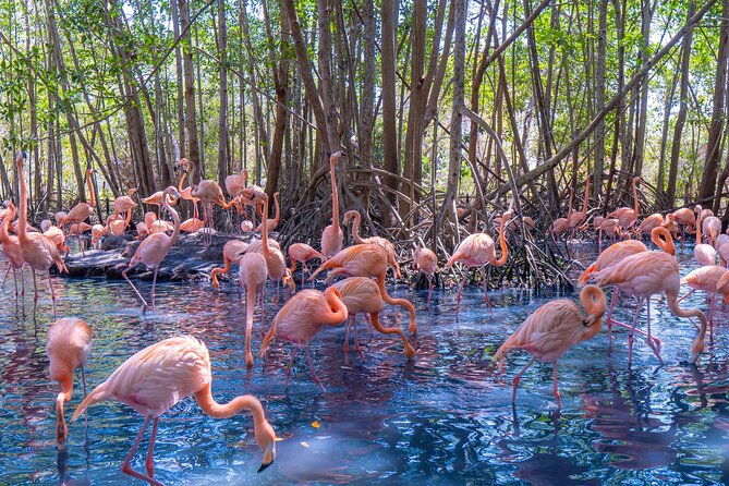 full-day-tour-to-the-playa-blanca-national-aviary-and-plankton