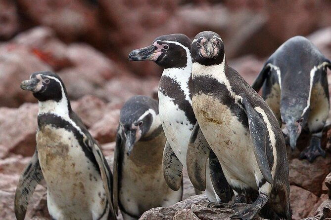 full-day-tour-to-visit-ballestas-islands-and-paracas-reserve