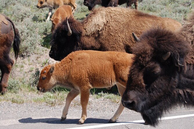 full-day-yellowstone-upper-northern-loop-tour