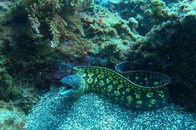 fun-dive-2-dives
